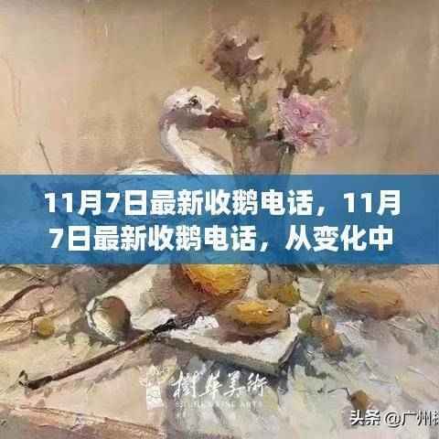 11月7日最新收鹅电话,变化中汲取力量,学习铸就自信与成就之路