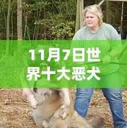 全球十大恶犬最新排名测评与介绍,11月7日更新榜单
