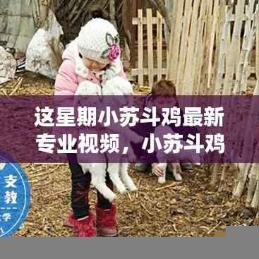 小苏斗鸡本周专业视频,崛起与广泛影响