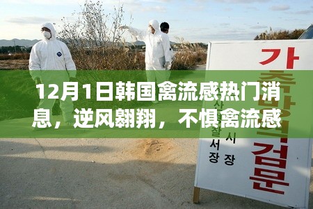 韩国禽流感最新动态,逆风翱翔的希望与成长故事(12月1日)