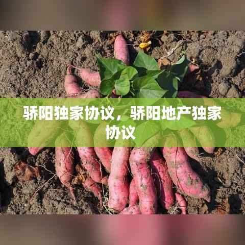 骄阳独家协议,骄阳地产独家协议