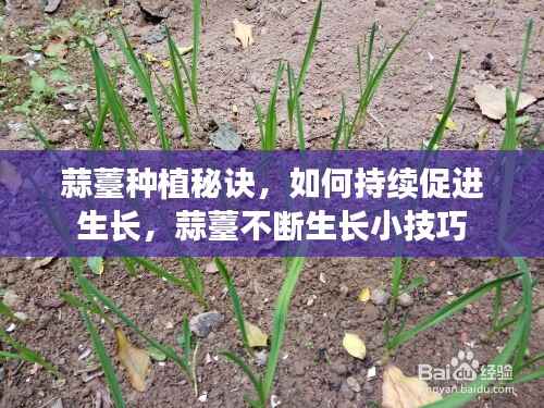 蒜薹种植秘诀,如何持续促进生长,蒜薹不断生长小技巧