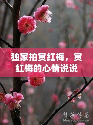 独家拍赏红梅,赏红梅的心情说说