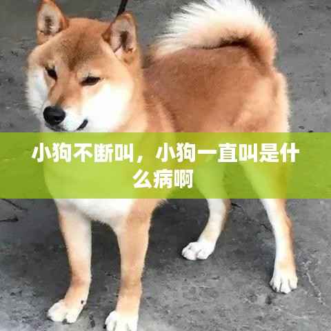 小狗不断叫,小狗一直叫是什么病啊