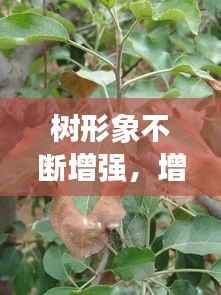 树形象不断增强,增强树势