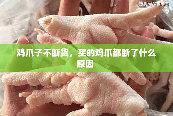 鸡爪子不断货,买的鸡爪都断了什么原因