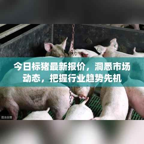 今日标猪最新报价,洞悉市场动态,把握行业趋势先机