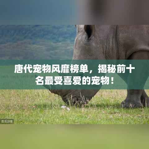 唐代宠物风靡榜单,揭秘前十名最受喜爱的宠物!