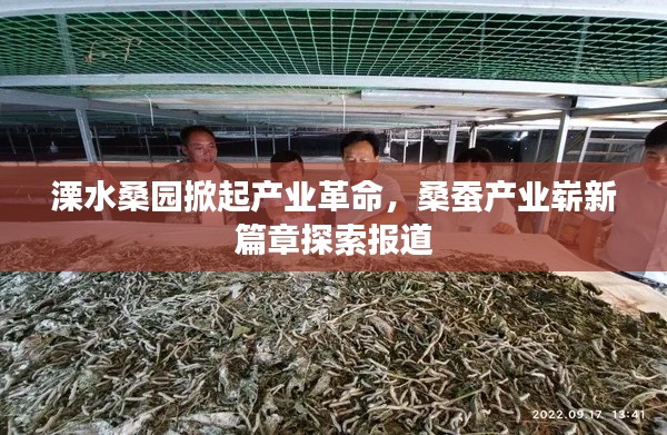 溧水桑园掀起产业革命,桑蚕产业崭新篇章探索报道