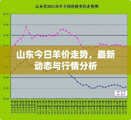山东今日羊价走势,最新动态与行情分析