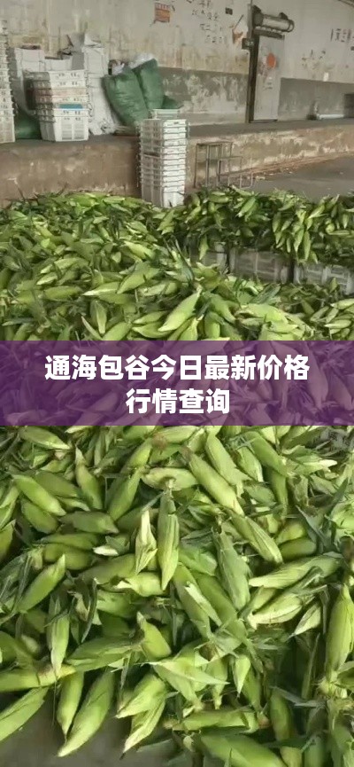 通海包谷今日最新价格行情查询