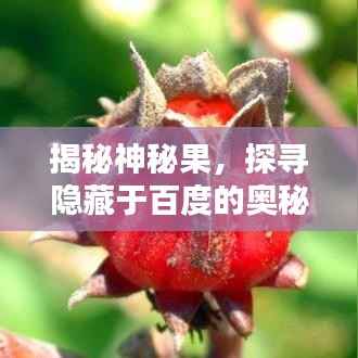 揭秘神秘果,探寻隐藏于百度的奥秘奇迹